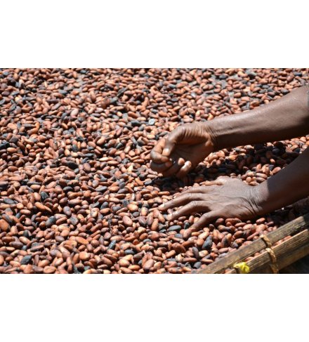 Africa Cocoa (USD)